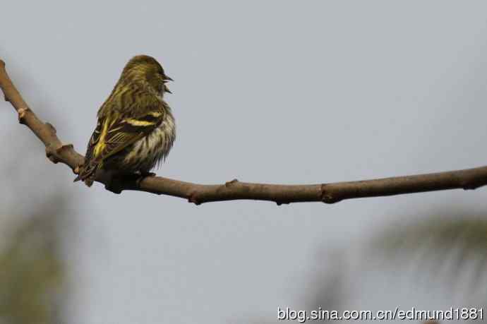 初哥守株待兔之收获