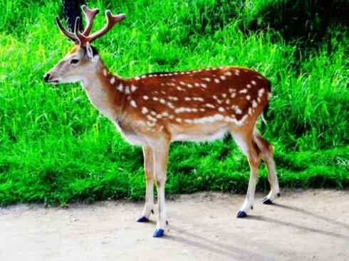 麒麟：传说的兽原型探秘（梅花鹿）