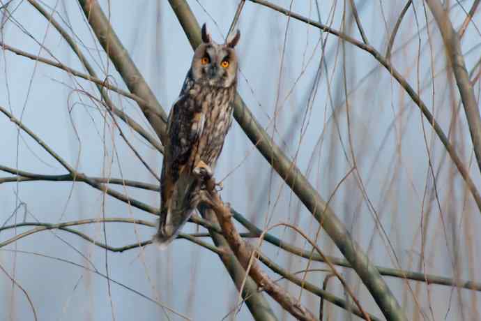 南海子湿地的长耳鸮 南海子湿地的长耳鸮