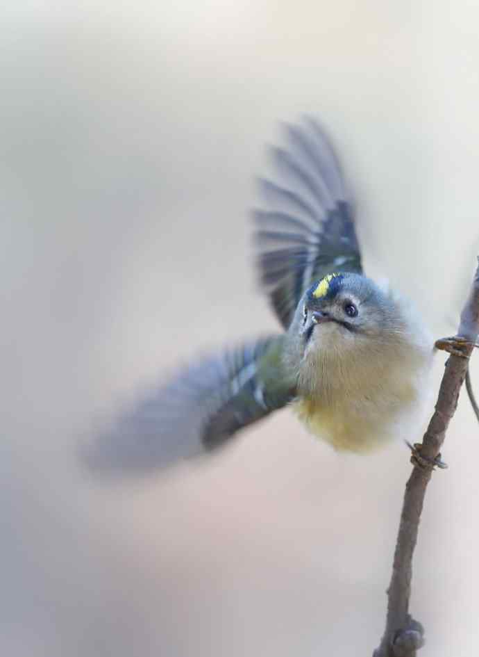 炮的野生鸟类摄影2012总结之三---黄昏界