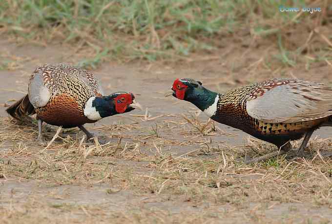 雄风大雉争欢斗勇
