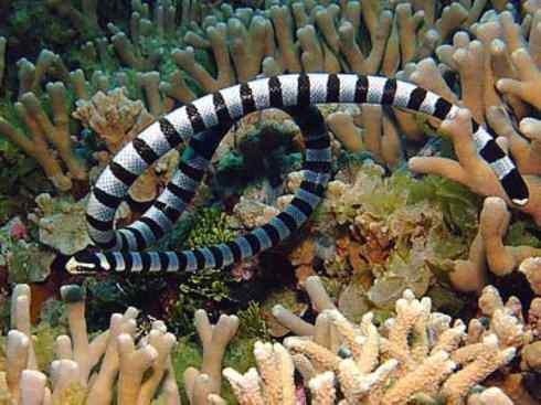 龙：传说的兽原型探秘（海蛇类）