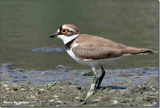 湿地拍鸟儿归来兮 点击图片或使用键盘← →翻页