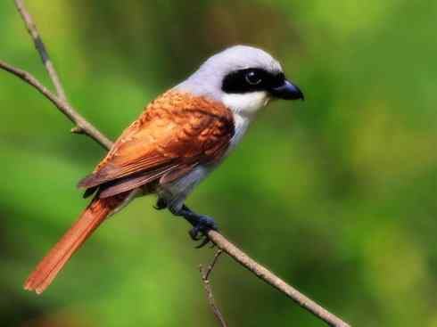 天生猎手：非猛禽类猎手之二（雀鸟也是屠夫——伯劳）