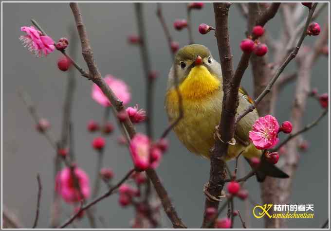 相思鸟与红梅花儿【照片】
