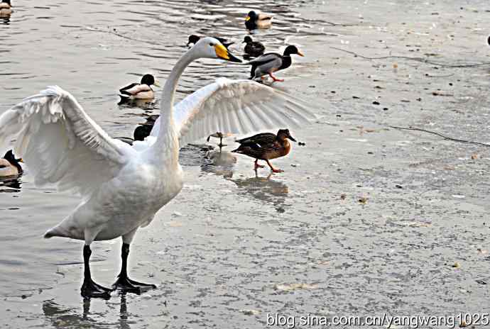 冰上舞蹈（白天鹅、赤麻鸭）