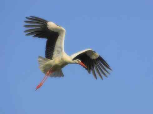 另类鸟类建筑师之一（白鹳、秃鹳）