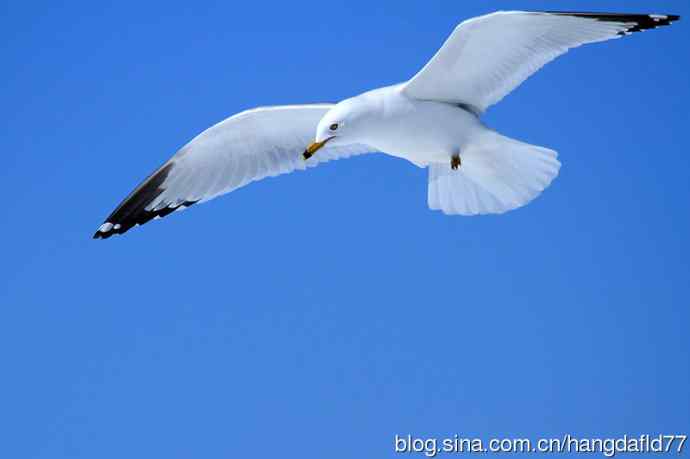 环嘴鸥（6）