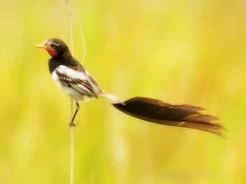 猎奇：长尾鸟雀之二