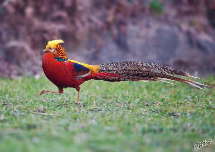 红腹锦鸡 wbr路 wbr有望当选为国鸟的鸟 红腹锦鸡 wbr路 wbr有望当选为国鸟的鸟