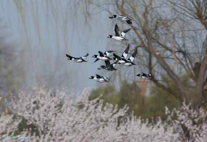 春来西堤好鸭多