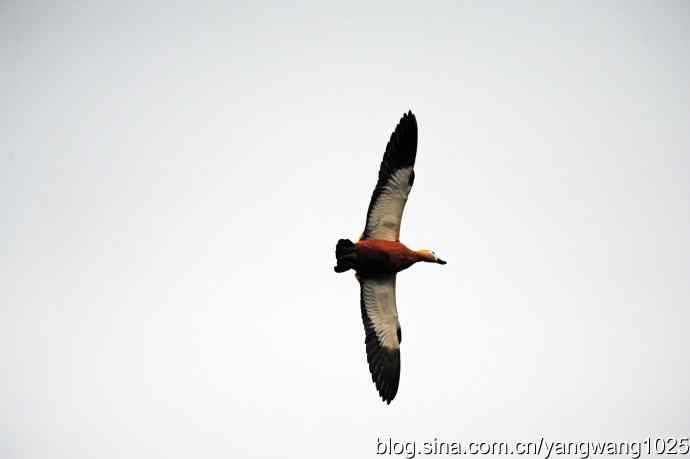 轻雾中的赤麻鸭