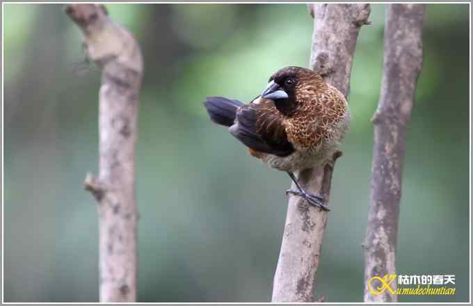 白腰文鸟一组【照片】