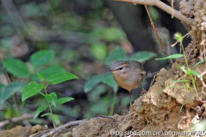 褐柳莺(12) 褐柳莺(12)