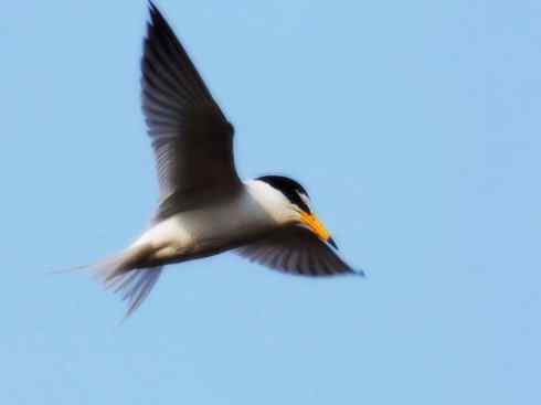 自然奇观：动物大迁徙(燕鸥类)