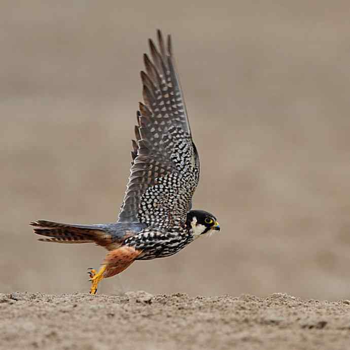 狂野周末鈥斺斆颓萜ㄅ级舭妫