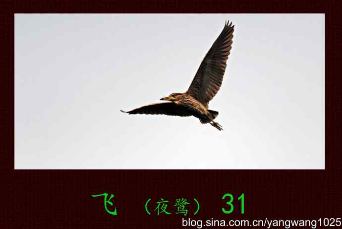 飞(夜鹭)31 飞(夜鹭)31
