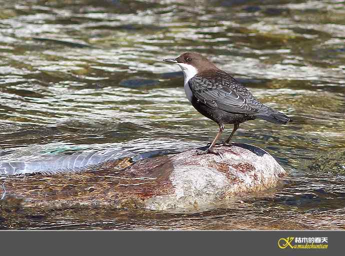 孟屯河拍鈥満游阝潯臼蹬摹