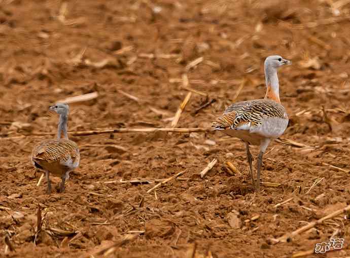 密云水库&nbsp;wbr路&nbsp;wbr大鸨