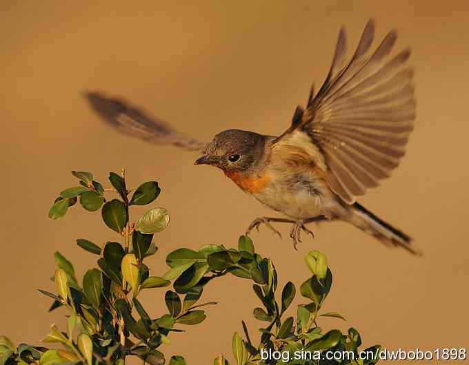 红胸姬鹟温暖的冬日