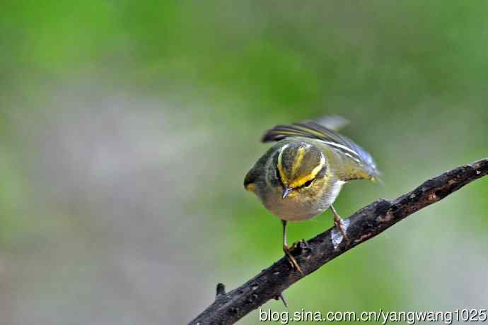 黄腰柳莺（21）