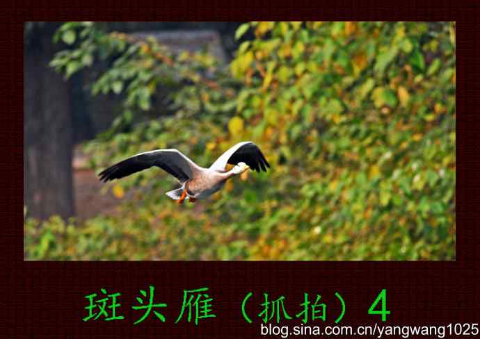 斑头雁（抓拍）4