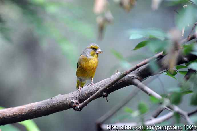 北京天坛公园的鸟类——喝水来的金翅鸟（纪实）