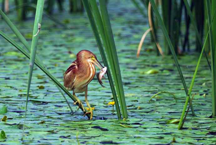 捕鱼的黄苇鳽（记实）2