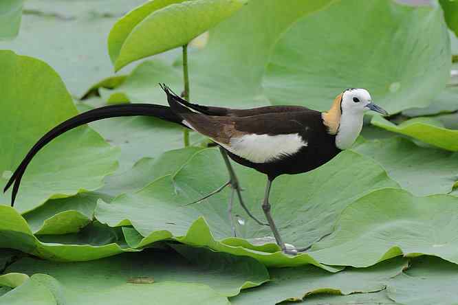 衡水湖印象(水稚)