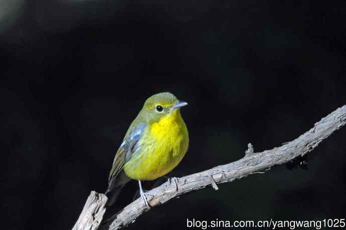雄性绿背姬鶲（1）