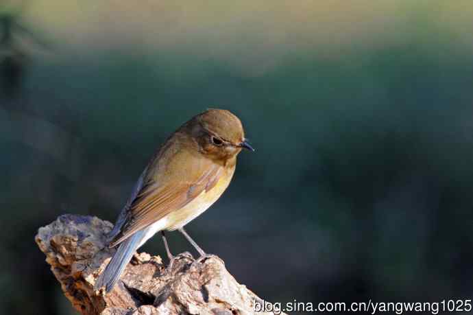 雌性红胁蓝尾鸲（73）