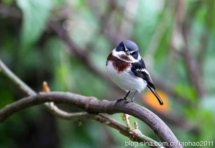 撮堆儿 wbr肯尼亚的鸟儿