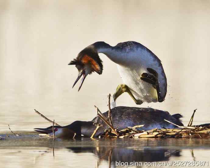 风头鹈的鈥溞遭澑Ｉ