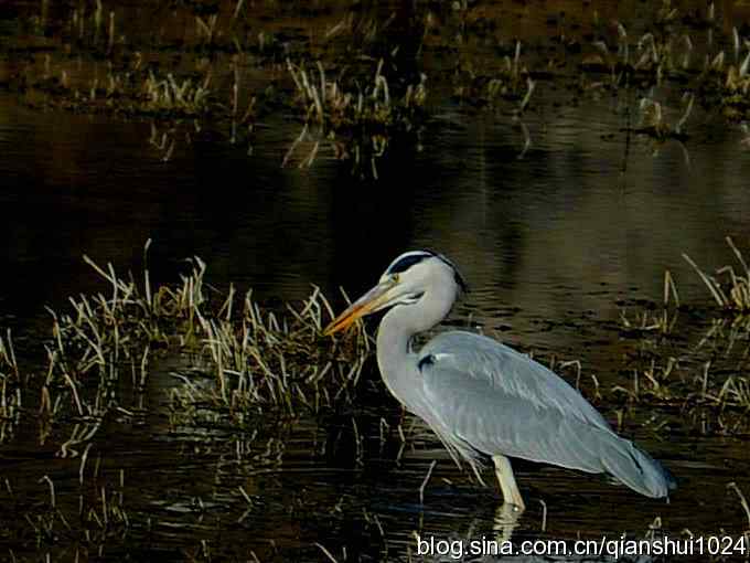 苍鹭抓鱼记(十渡) 苍鹭抓鱼记(十渡)