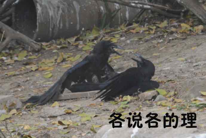 北京动物园的鸟类——争斗