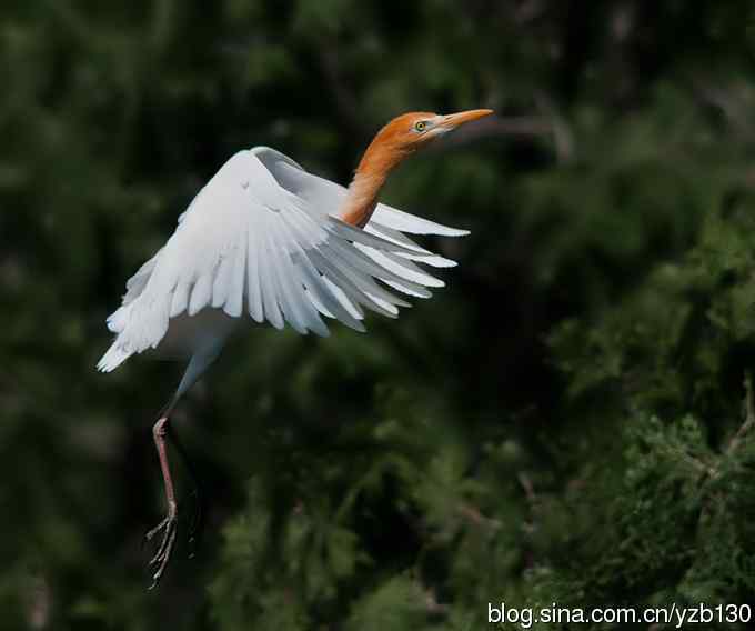 飞版牛背鹭集锦（组图，12张图片）
