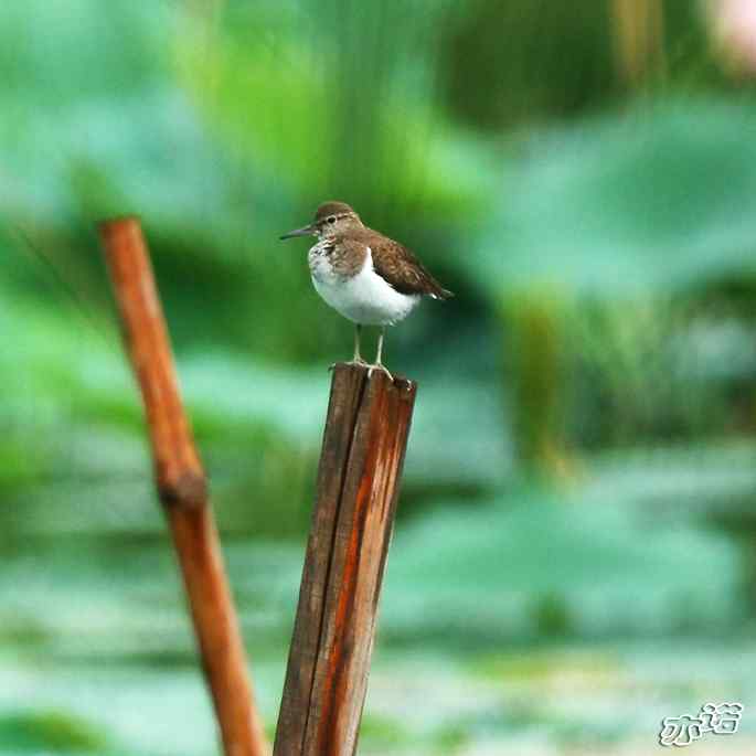 圆明园&nbsp;wbr路&nbsp;wbr白腰草鹬和矶鹬