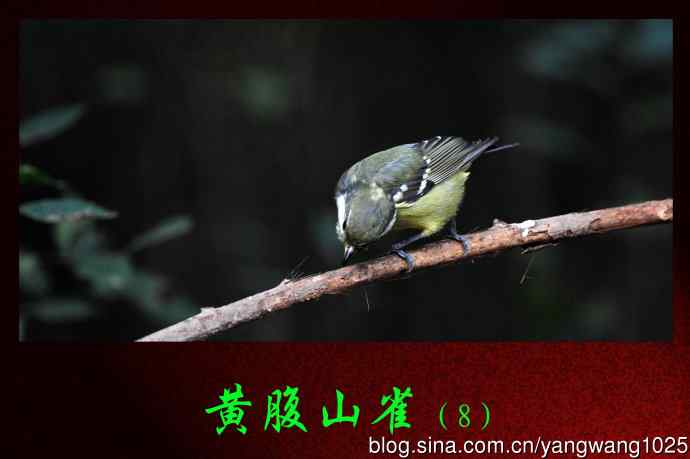 北京天坛公园的鸟类——黄腹山雀（8）