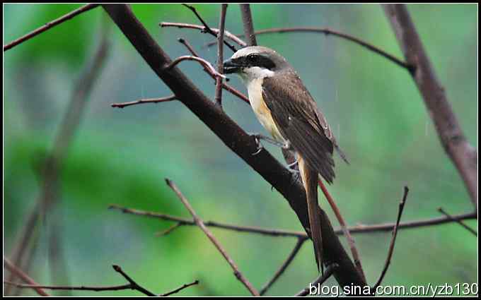 金海湖的鸟（5）鈥斺斆坝甏虻降幕冶巢停ㄗ橥迹