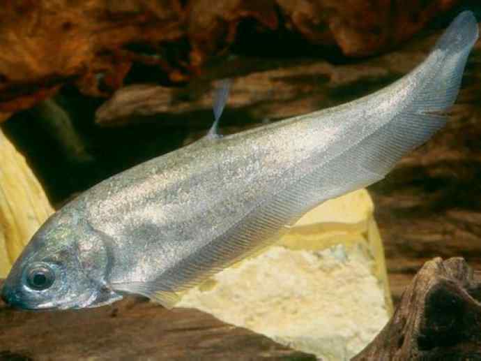 鱼类活化石：铠甲弓背鱼