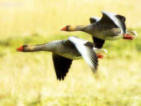 欣赏：美丽的雁