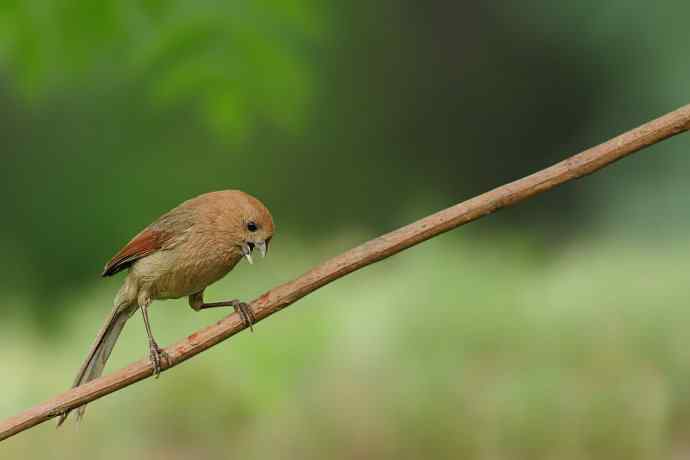 等待（南植收获）