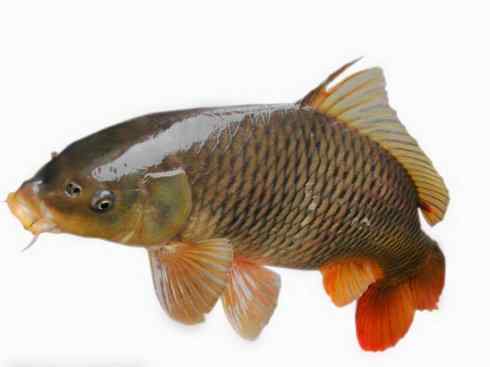 龙：传说的兽原型探秘（鲤鱼）