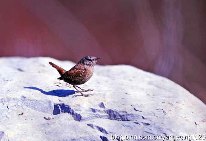 石缝中钻出的鹪鹩