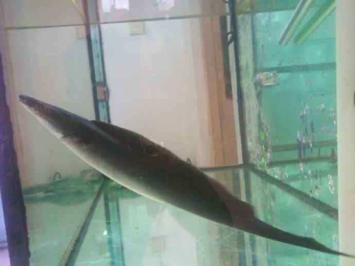 鱼类活化石：裸臀鱼