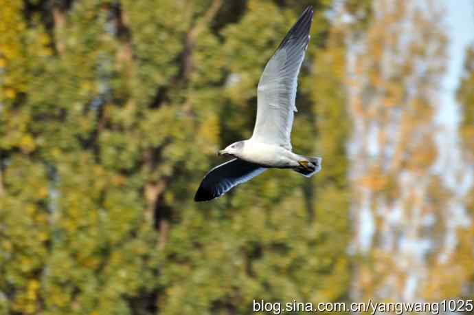 飞（海鸥）4