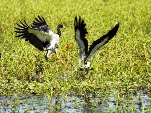 奇特的盔：鹊雁