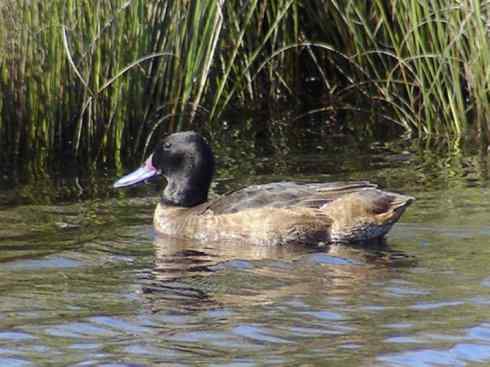 猎奇：十大奇异的雁鸭之二（草雁、埃及雁、绿翅雁、距翅雁、黑头鸭）