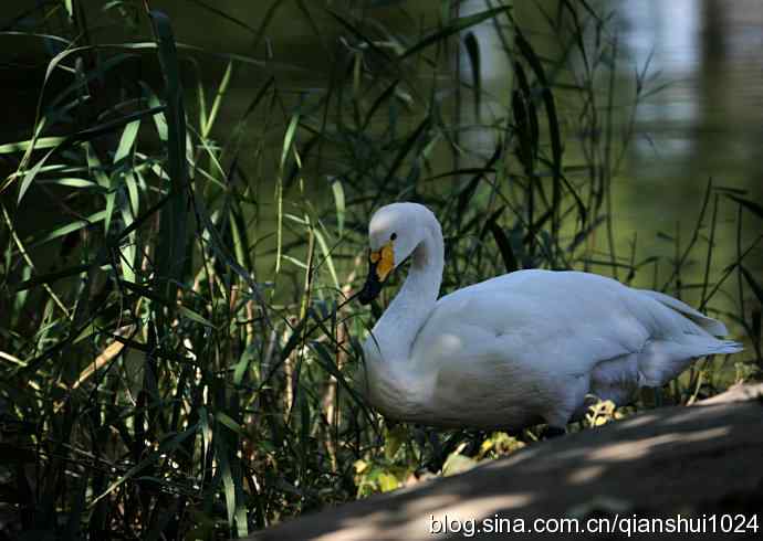 白天鹅.悠然自得(动物园)