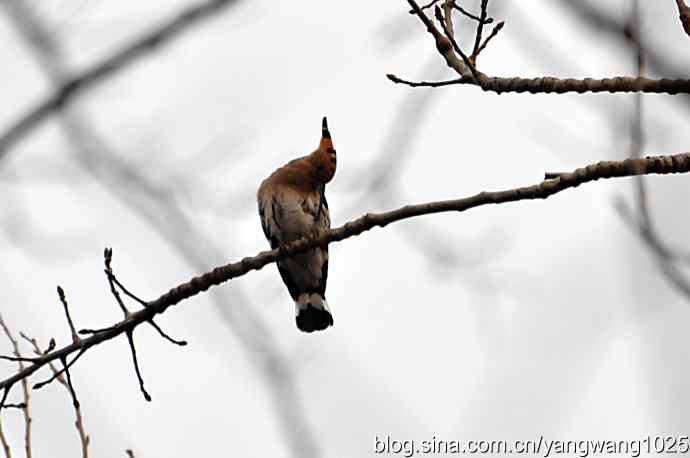 随走随拍（自在悠闲的戴胜）